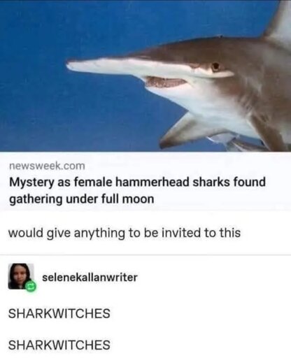 Image of a hammerhead shark with the text:
"Mystery as female hammerhead sharks found gathering under full moon"

comment 1: 
would give anything to be invited to this

comment 2:

SHARKWITCHES

SHARKWITCHES